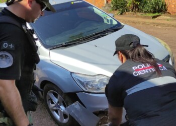 Puma atropellado en Iguazú: la pintura del auto en el cuerpo del animal, la clave para encontrar al conductor