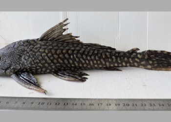 Peces del río Paraná: Pterygoplichthys ambrosettii