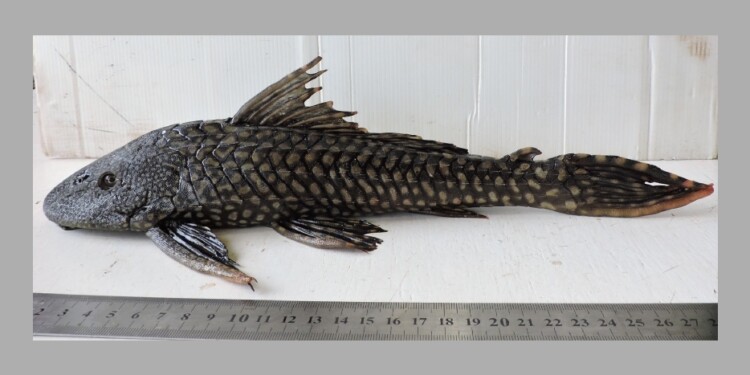 Pterygoplichthys ambrosettii /Foto: Lic. Danilo R. Aichino
