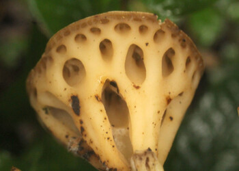 Rickiella edulis, monumento natural de Misiones y “símbolo de la conservación regional”