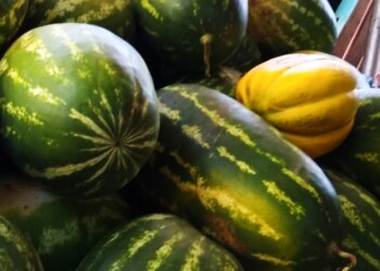 Expectativas por la sandía tras una temporada pobre