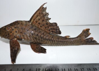 Peces del río Paraná: Hypostomus cochliodon