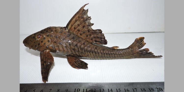 Hypostomus cochliodon / Foto Lic. Danilo R. Aichino