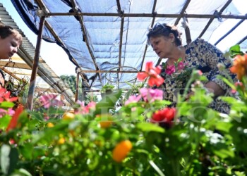 Floricultura: en Misiones hay 10 grandes empresas y 200 comercios