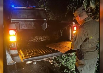 Muerte de la cachorra de yaguareté: gracias a un testigo, están más cerca de identificar al vehículo