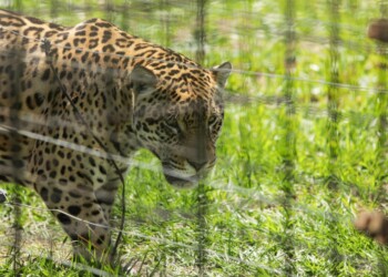 Corrientes realizó la primera translocación del yaguareté en el mundo