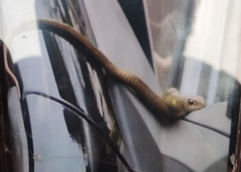 Quiso encender su vehículo y se encontró con una víbora de acompañante
