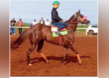 Otra muerte en carreras de caballos revive la polémica por el maltrato