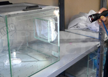 Se suspendió la liberación de mosquitos  estériles por el robo al Centro de Zoonosis