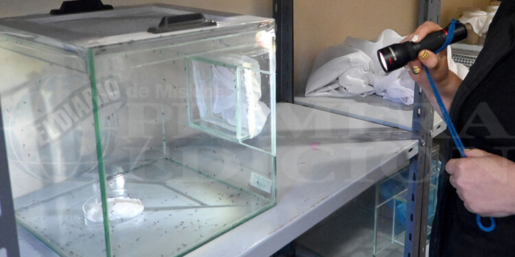 SEGUNDA PRUEBA. El equipo de la TIE ya hizo una primera liberación de mosquitos estériles y postergaron la segunda.