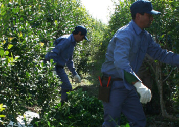 Descontentos con el precio, pequeños productores ponen en duda la zafriña