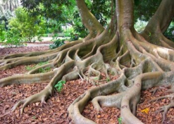 Ecosanación: responsabilidad emocional y amor propio