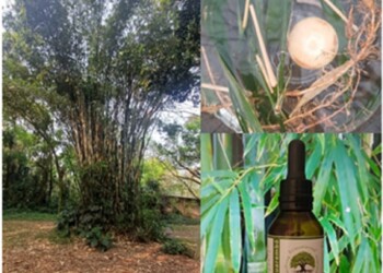 Ecosanación: tacuarembó, articulaciones y flexibilidad