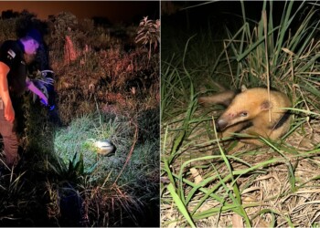Resguardaron animales silvestres encontrados en áreas urbanas