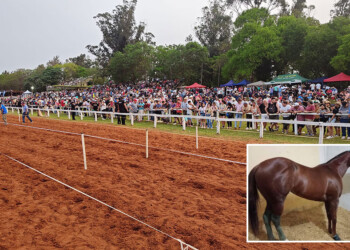 Muerte en el hipódromo: buscan que Misiones prohíba las carreras de caballos