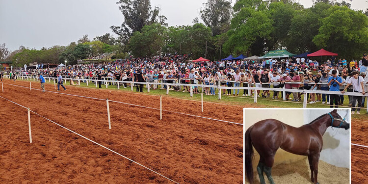 Argentina Lake era la yegua que murió el domingo 6 de octubre en plena carrera. Su jinete estuvo internado.