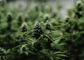 Normalizan provisión de cannabis medicinal de Misiopharma