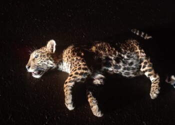 Una cachorra de yaguareté murió atropellada sobre la ruta 12 en Misiones