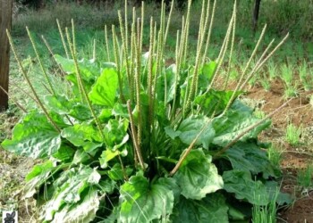 Ecosanación: campos mórficos de llantén y el taropé