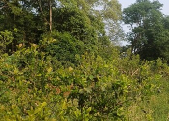 Ecosanación y la planta yerba mate