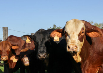 Misiones inicia la campaña de vacunación contra la fiebre aftosa