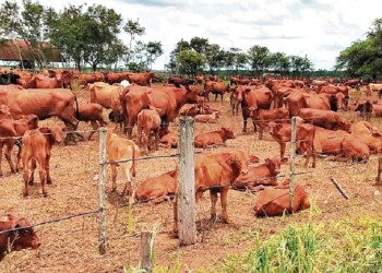 Ganadería: cómo hacer más eficiente la hacienda sin sumar vientres