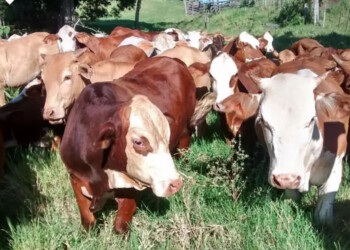 Números flacos: caída de 4,5% en el stock ganadero en Misiones