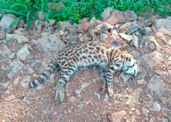 Una vez más, encontraron muerto a un animal silvestre sobre la ruta en Misiones
