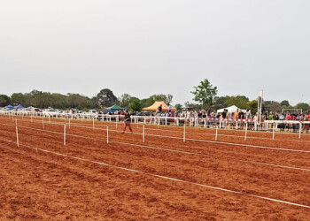 Tras la muerte de una yegua en el hipódromo, Misiones suspende actividades hípicas