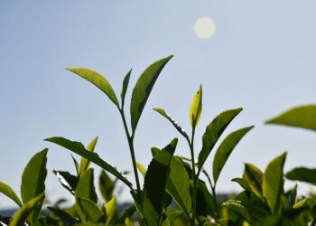 El té argentino avanza hacia la Indicación Geográfica protegida