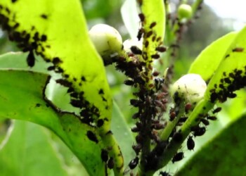 El truco casero para proteger a los limoneros y naranjos de los hongos