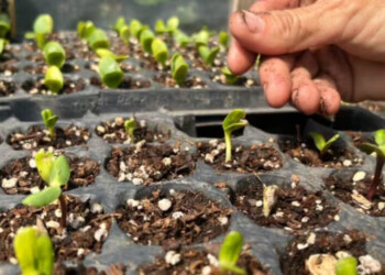 Paso a paso: los mejores tips para tener una huerta familiar