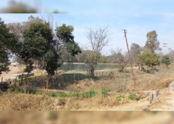 Cuatro perros atacaron brutalmente a una niña de 11 años