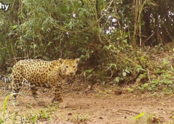 Misiones tiene una nueva cría de yaguareté: mirá las fotos