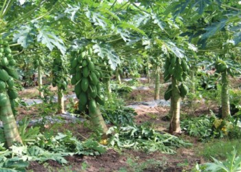 Detectan un virus que afecta a los mamones