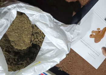 Secuestran marihuana valuada en más de un millón de pesos tras un operativo en Oberá