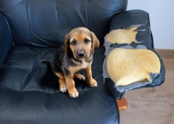 Mi cachorro, ¿tiene un problema de conducta?