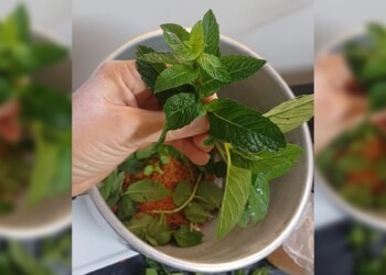 Ecosanación: la menta, el agua y el calor