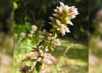 “Solo quedan dos ejemplares de Mentita Campera y el único lugar del mundo donde crece es San Ignacio”