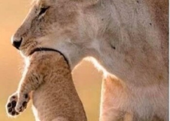 Una parte de la historia