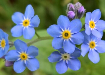 “Nomeolvides”, una pequeña flor con mucha historia