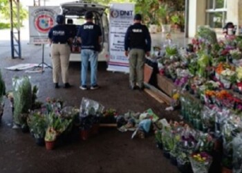Aumenta el contrabando de plantines de orquídeas en el vecino departamento de Itapúa