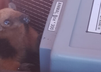 Rescataron un oso melero dentro de una casa en Itaembé Guazú