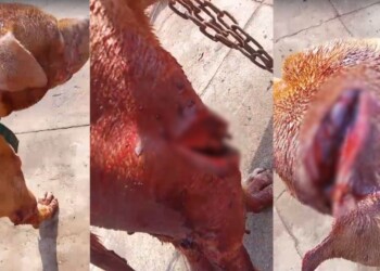 Un hombre atacó a machetazos a un pitbull en Eldorado