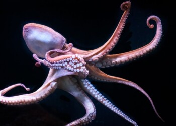 Curiosidades de los pulpos en su día