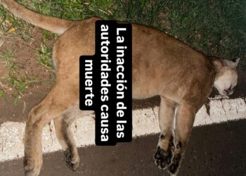 Puma muerto en ruta 12 tras ser atropellado
