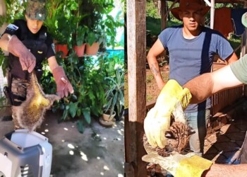 Rescataron a un coendú y un gato tirica herido