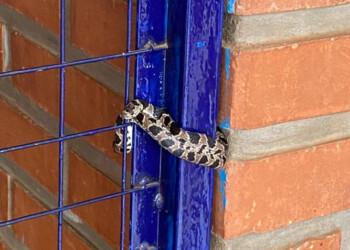 Susto en una escuela de Garupá por la aparición de una “falsa yarará”