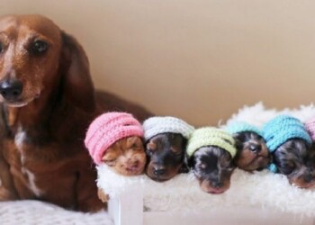 Acompañando a tu perra en el embarazo