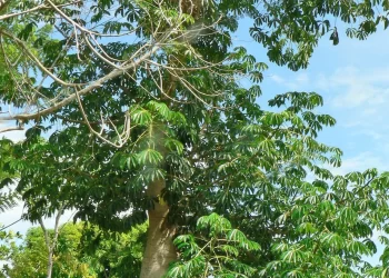 Yacaratiá: características de la madera comestible que solo crece en Misiones